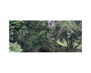 Tree Trunks in River C CR