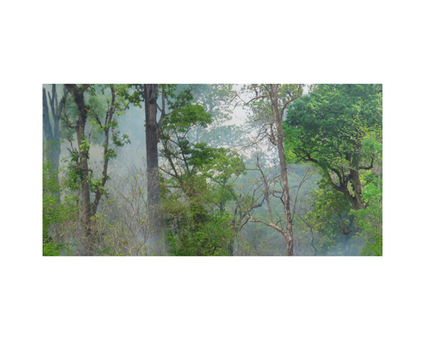 Nepal Burning Trees 1