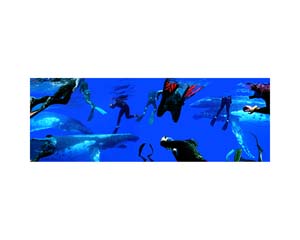 Humback Whales & Divers