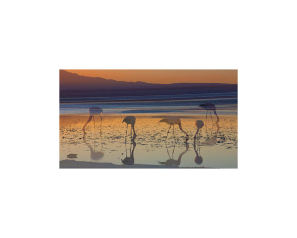Atacama Pink Flamingos 2