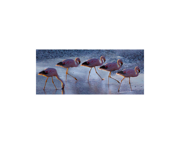Atacama Walking Flamingo2