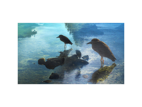 Galapagos Heron