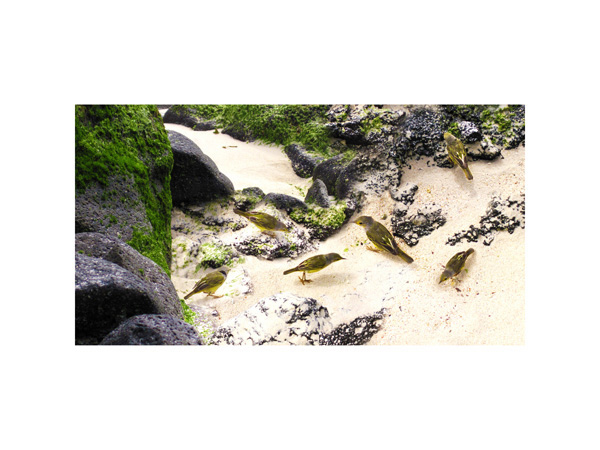 Galapagos Yellow Bird