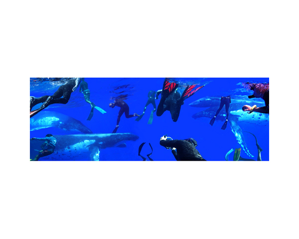 Humpbacks & Divers