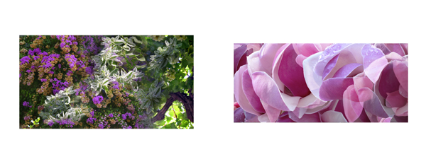 089 Purple Flowers 3 copy