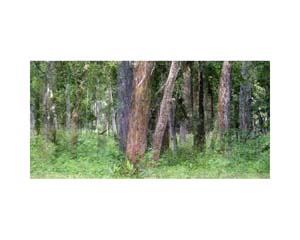 India Forest