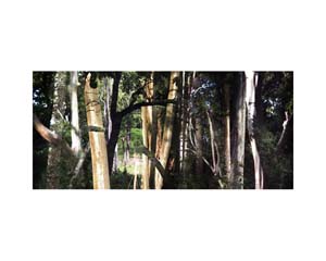 India Tree Trunks