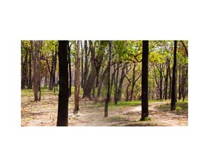 Nepal Tree Trunks 1