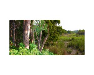 Nepal Trees 1