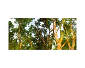 Nepal Trees 2
