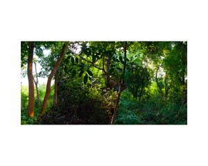 Nepal Trees 3