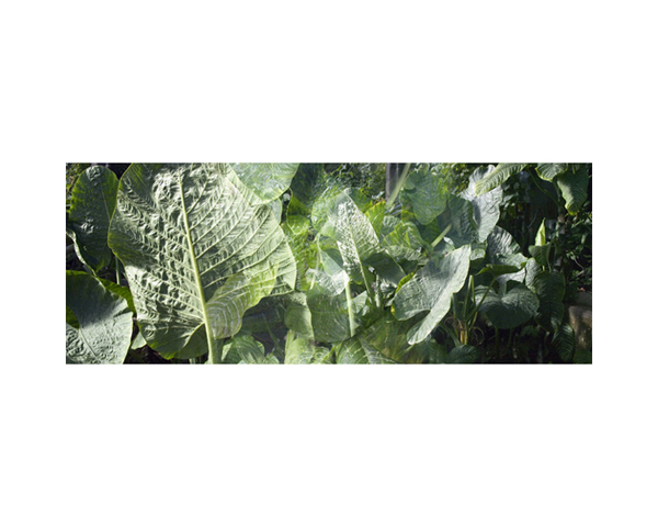 Kew Foliage 1