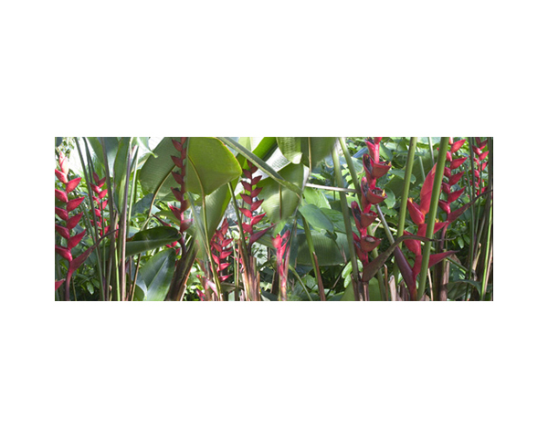 Kew Foliage 2