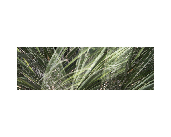 Kew Long Grass with Curls
