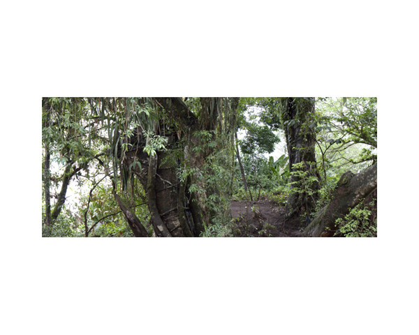 Green Tree River CR