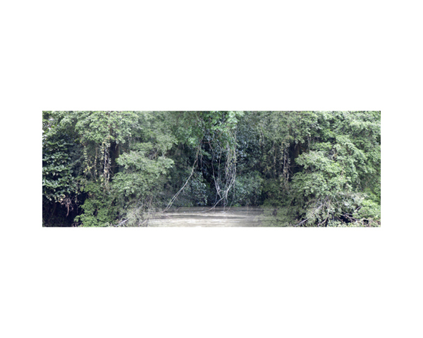 River Bank Trees B